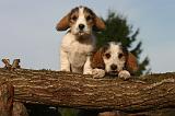 PTIT BASSET GRIFFON V.  058